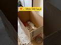 ازاي بربي قطة معاقة Cat قطط Kitten قطة معاقة القطة مربى Viralvideo اكسبلور Viral 