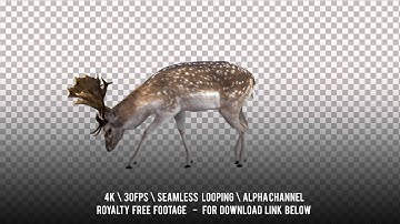Fallow deer grazing. Buck and Doe. Cyclic animation with the horizontal movement.
