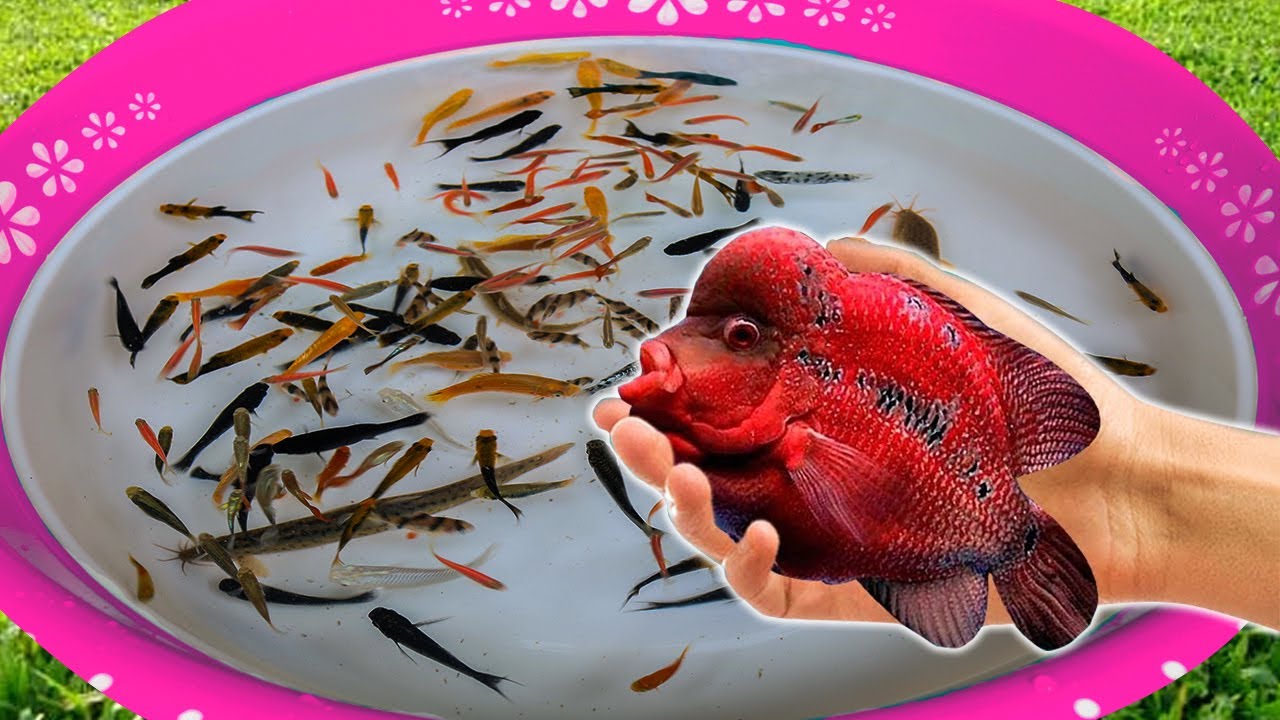 Tiger Barb Betta Ram Cichlid Guppy Koi Carp Fish Ping Pong Pearlscale