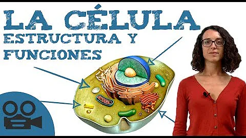 Quais são as partes que compõem a célula vegetal?