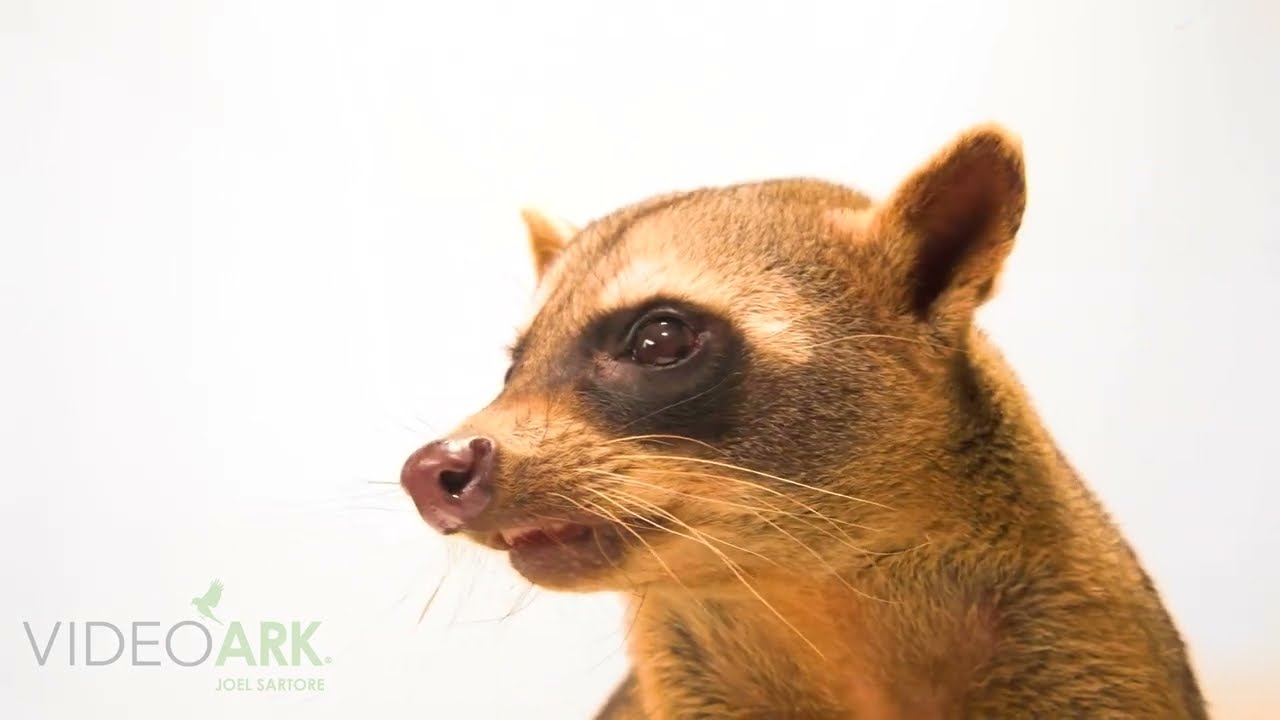 A crab-eating raccoon (Procyon cancrivorus nigripes) at Parque de las Leyendas in Lima, Peru.