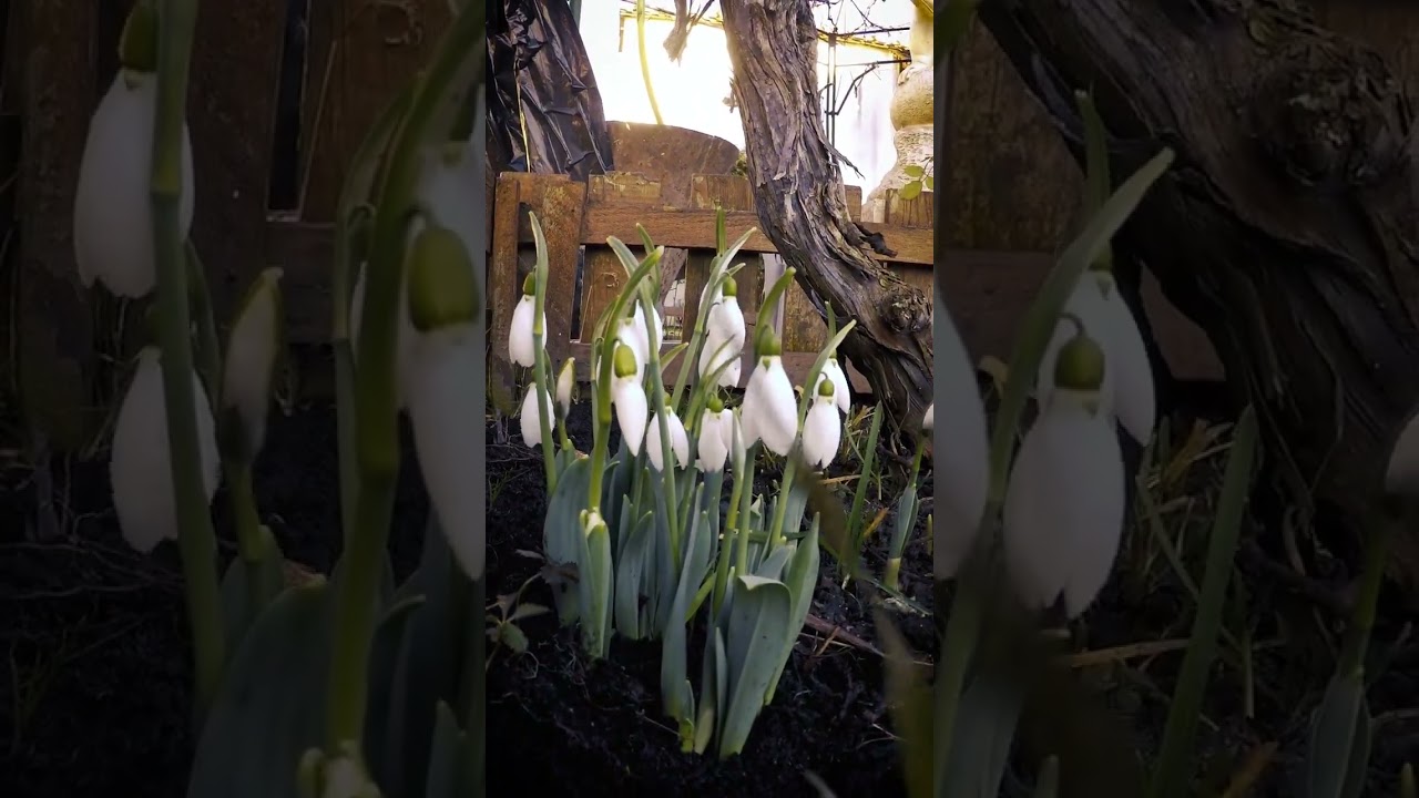 Galanthus