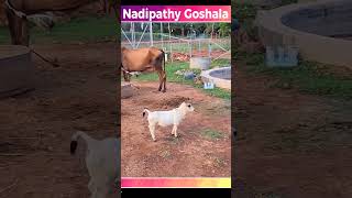 Famous Micro Miniature Cow #srikrishncow # Miniature punganuru cow #nadipathygoshala #shorts Profile