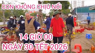 Lượng Cung và Cầu trong kinh doanh cây cảnh dịp tết 2026 