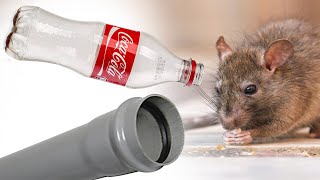 Easy Mouserat Trap Bottle Ratmouse Trap Live Mouse Traprat Trap Diy Mouse Trap At Home Easy