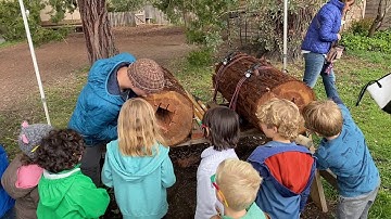 Apis Arborea - preservation of honeybees through rewilding