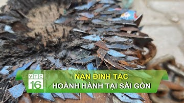 Nạn đinh tặc hoành hành tại Sài Gòn | VTC16