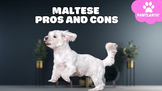 Maltese  The Pros and Cons of Owning One | Dog Facts