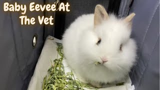 Wounded Baby Bunny Eevee Goes To The Vet | Rabbit First Trip To Veterinary