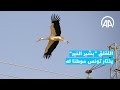 اللقلق بشير الخير يختار تونس موطنا له 