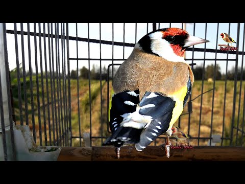 مقنين خلوي استمتع مع هذا الطئر 