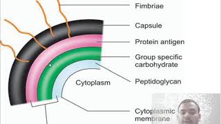 Strept 2   GROUP A STREPTOCOCCUS PYOGENES(MORPHOLOGY,CULTURE,B.R,ANTIGENIC PROPERTIES)