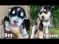 1 Day vs 1 Month Old Puppies!
