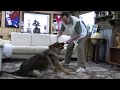 Obedience Comes Natural! Kraftwork K9 Pro German Shepherd