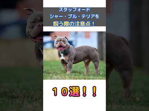 【要注意！】スタッフォードシャー・ブル・テリアを飼う前に知っておきたい10のポイント！#犬 #可愛い犬#雑学 #スタッフォードシャーブルテリア