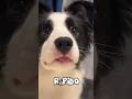 Así crece un Border Collie 🐶🧠 De cachorro curioso a genio incansable #perros #cachorros #dogs