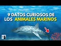 9 datos curiosos sobre los animales marinos