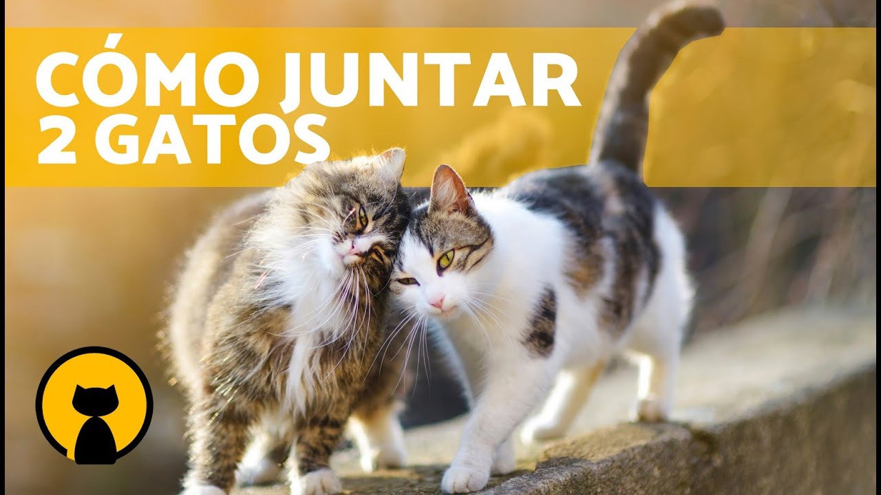 ¿Cómo PRESENTAR a DOS GATOS? 🐱🐱 Paso a Paso YouTube