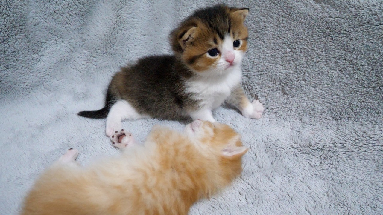 Here's a kitten that just can't resist waking up its sleeping