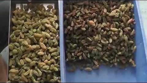 Raisin color sorter machine, AMD sorting for raisin grading George Wong WhatsApp:+86-18257877760