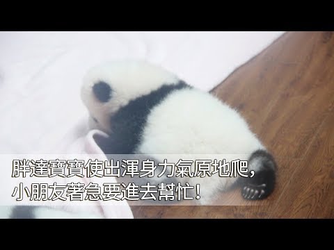 《熊貓早晚安》胖達寶寶使出渾身力氣原地爬，小朋友著急要進去幫忙！ | iPanda