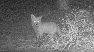 Trail Camera Videos Winter Series Dec 23, 2023 Trail Camera Videos Winter Series Dec 23, 2023