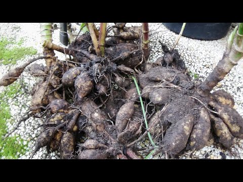 Video Lần đầu thấy củ hoa thược dược lạ quá, cách giữ củ hoa... - youtube
