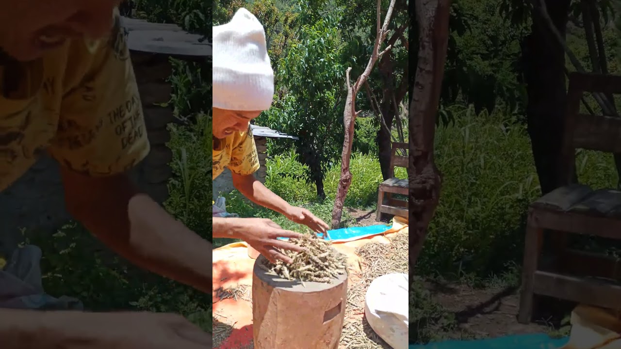 HOW I THRESHED WHEAT AT HOMe