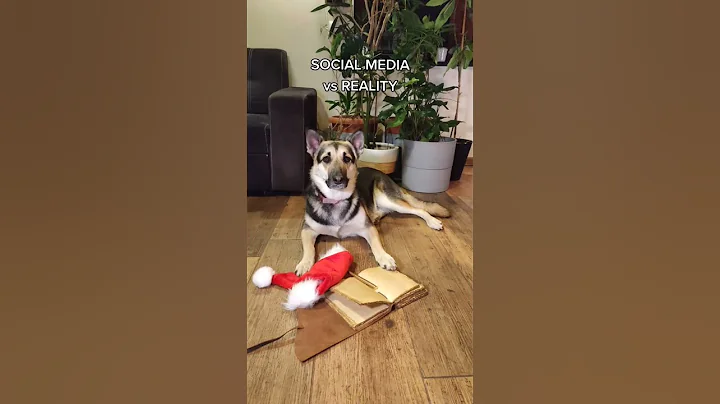 SOCIAL MEDIA vs REALITY - Dog Edition!