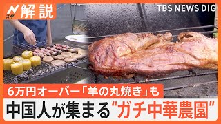 中国人が集まる“ガチ中華農園”　“ガチ中華”に野菜も提供する本場の味が大人気【Nスタ解説】TBS NEWS DIG