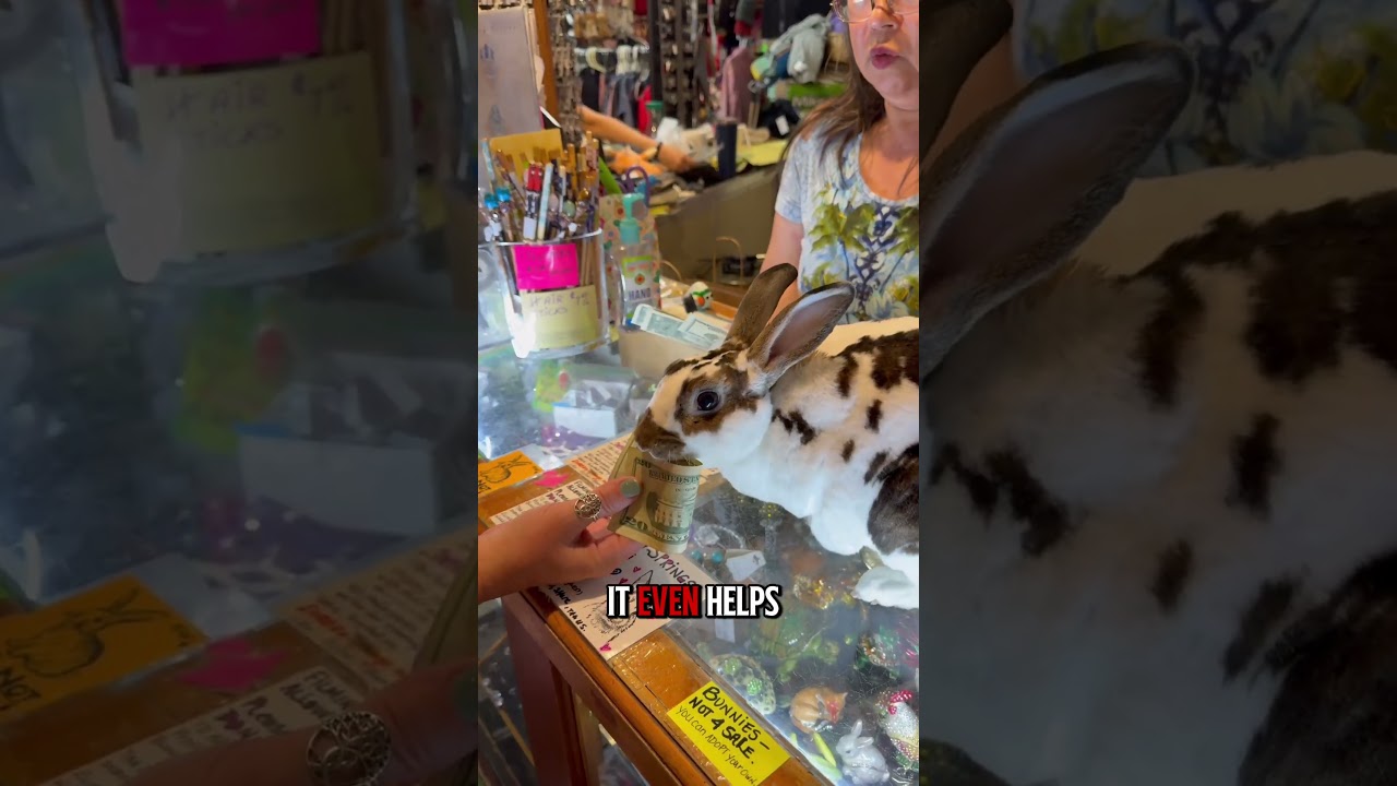 Этот кролик увеличивает свои продажи!