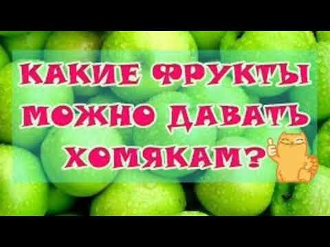 Какие фрукты можно давать хомякам?/ответ/питание хомяка/хомячки