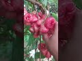 Harvesting Guava Fruit in the Garden #shorts #fruit #guava #gardeningtips #asmr