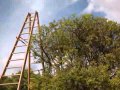 The natural beauty of a tree is undeniable but without proper maintenance they can grow out of control and even become dangerous, for expert tree maintenance from a local authority approved team call Brian McCormack & Sons today.