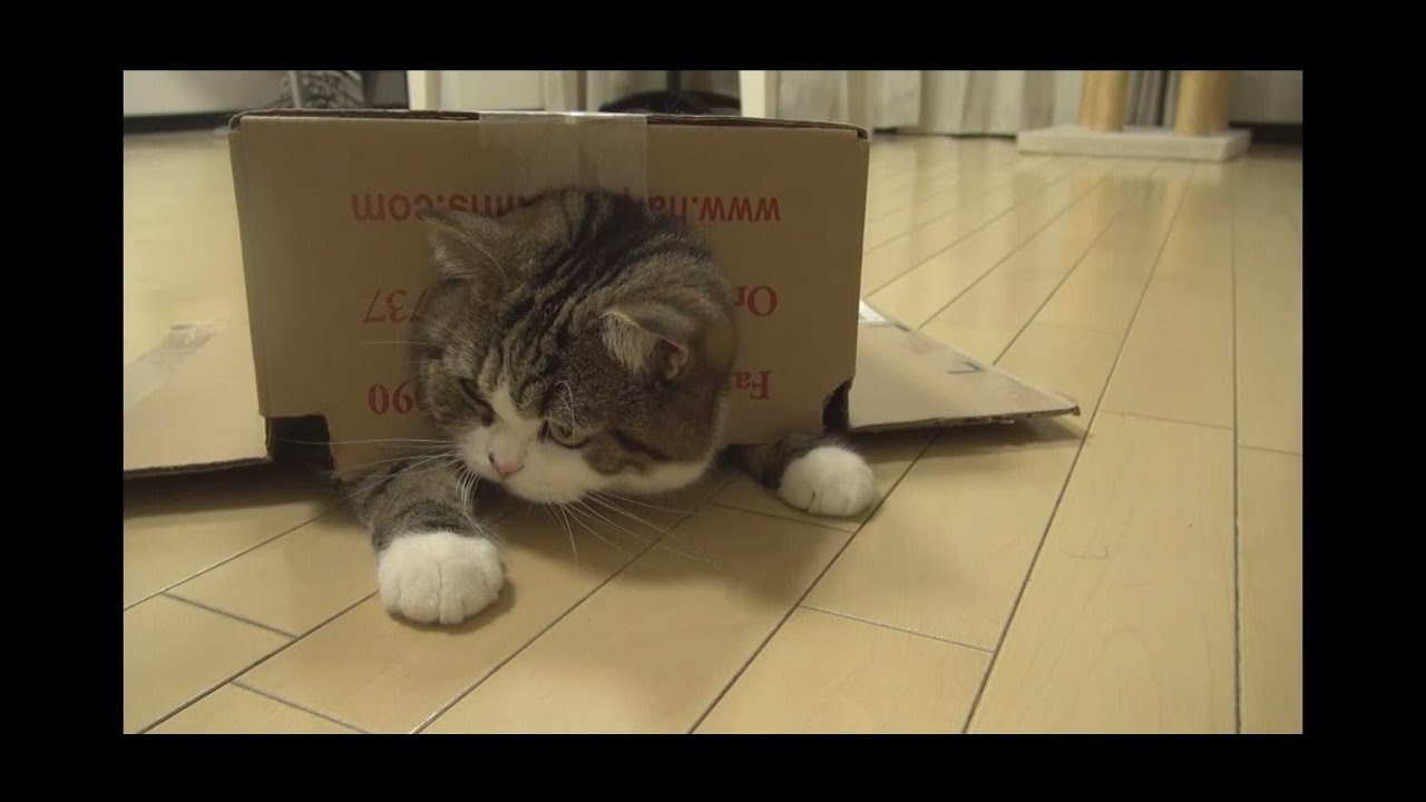 猫藓 箱とねこ１０。-A box and Maru 10.-