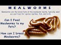 Tasty, Healthy and Budget Pet feed - Mealworms | How to breed and care Mealworms  | Basic Guide