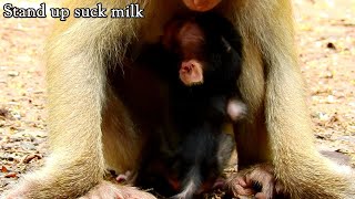 OMG! New baby Rex Stand up suck milk by self, Rex super hungry milk, Rose busy eat food by hungry