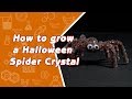 How To Grow A Halloween Spider Crystal?