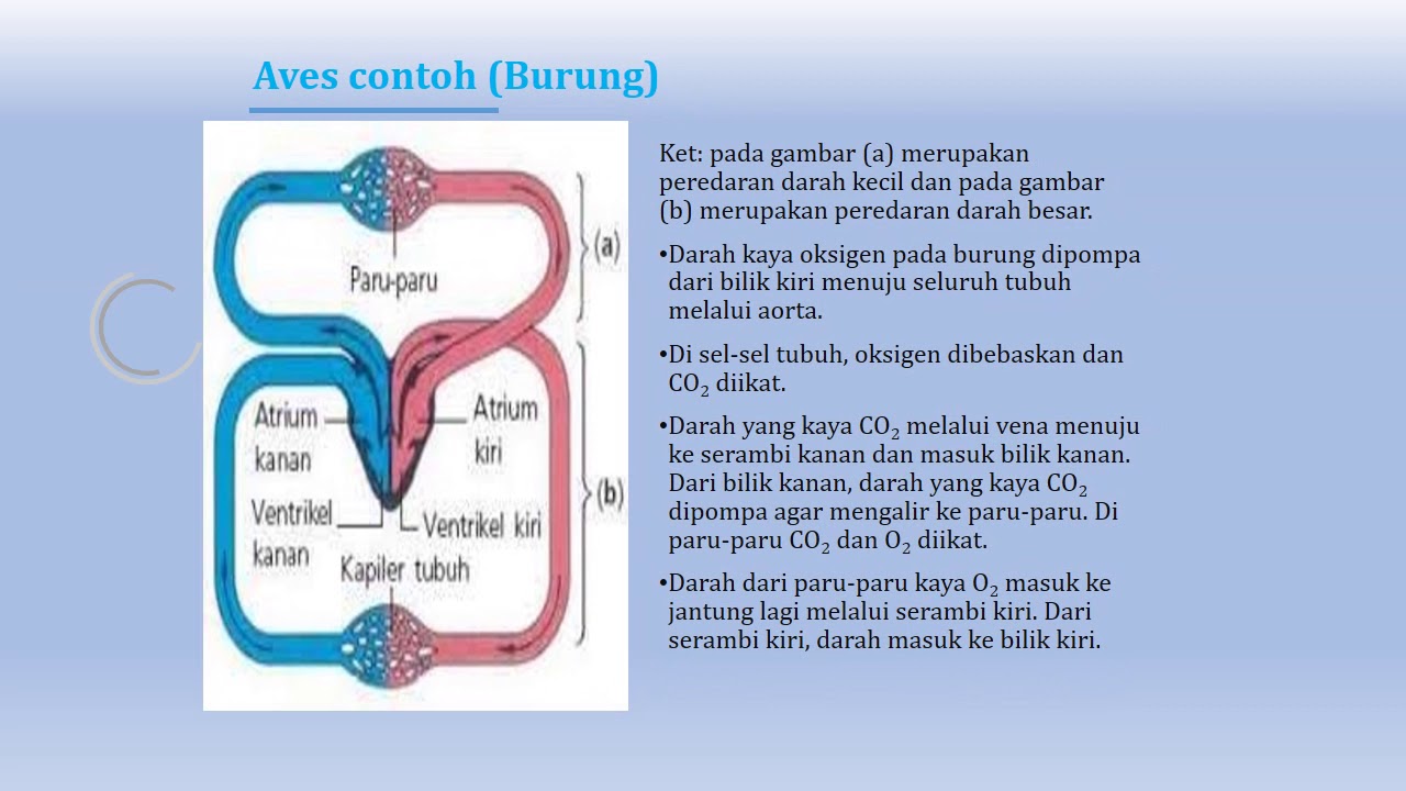 Tema PPT Sistem  Sirkulasi Darah Pada Hewan Vertebrata  