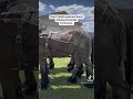 Paul V Smith mule and horse training
