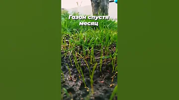 Газон спустя Месяц после посева