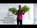 My Secret to Bushy and Longer Money Plant//GREEN PLANTS
