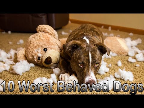 10 Worst Behaved Dog Breeds