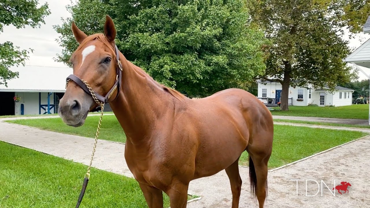 ‘Special Filly’ Swiss Skydiver Will Be Missed at McPeek Barn