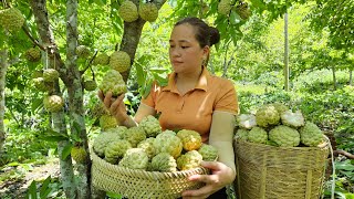 Harvesting Custard Apple Goes to the market sell  Make garden whith boy  Lý Thị Ca