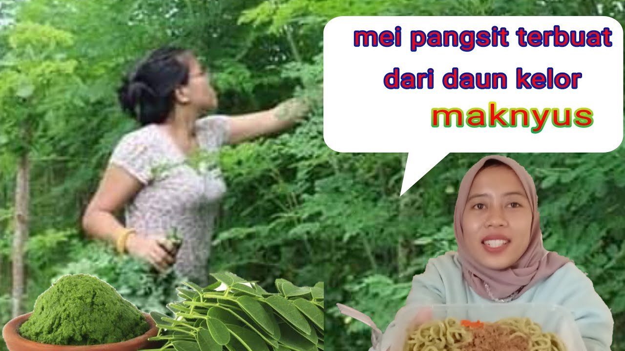 Mie Daun Kelor Ampuh Cukupi Kebutuhan Gizi Bagi Orang 