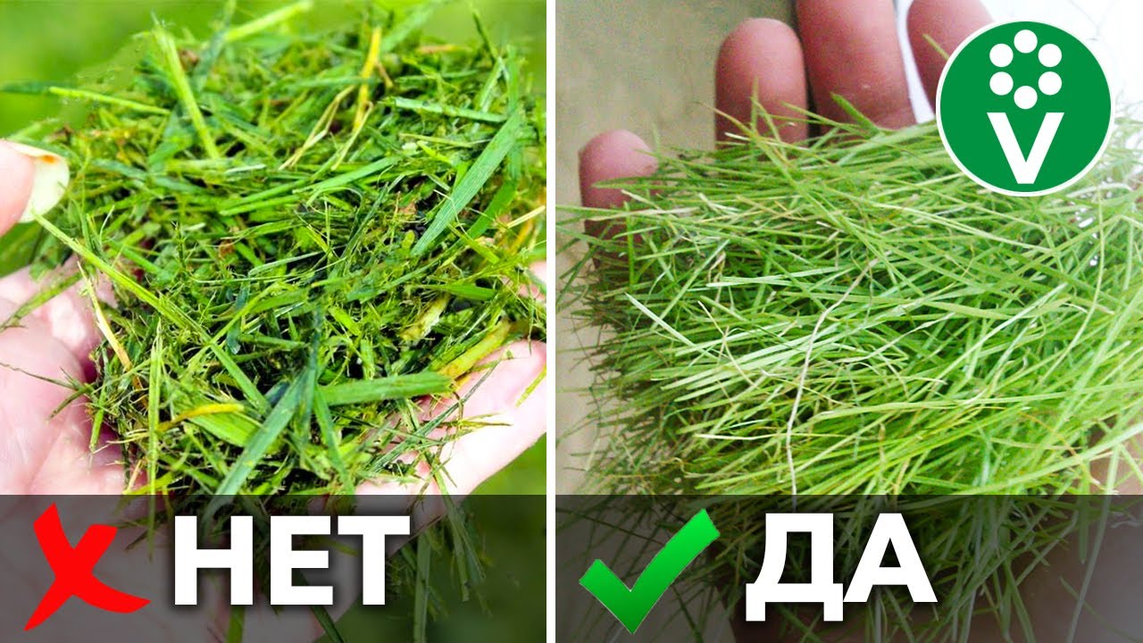 Можно ли класть траву. 5 Мая зелень. Крутить траву правильно.