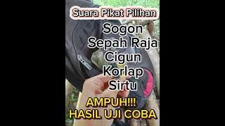 Suara pikat burung kecil pilihan ampuh hasil uji coba terbaru 2024
