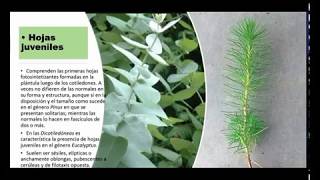 [CLASES VIRTUALES] DENDROLOGIA [UNAJ] SEMANA 5-2 [CARACTERES DENDROLOGICOS ORGANICOS-LA HOJA]