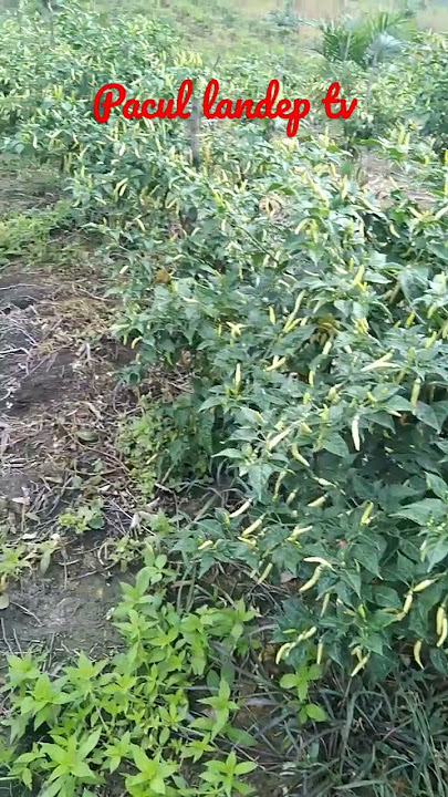 hasil aplikasi eco farming pada cabe Cakra👍👍